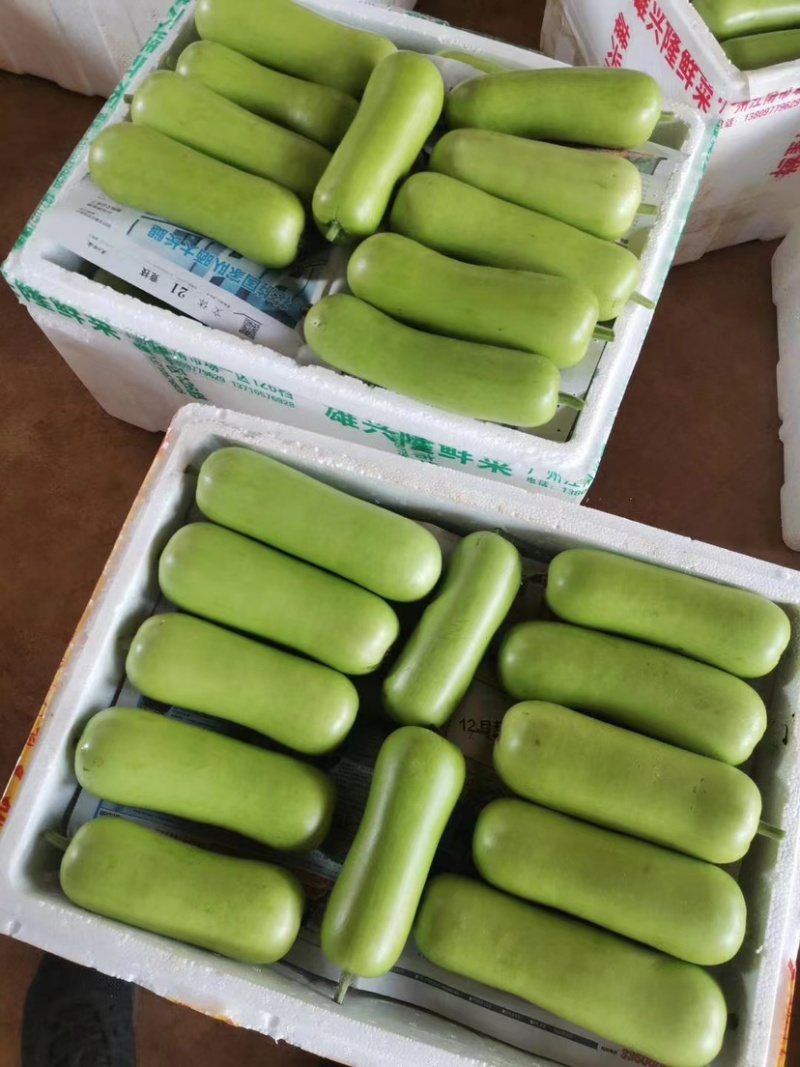 【推荐】徐闻县精品瓠瓜大量上市产地发货