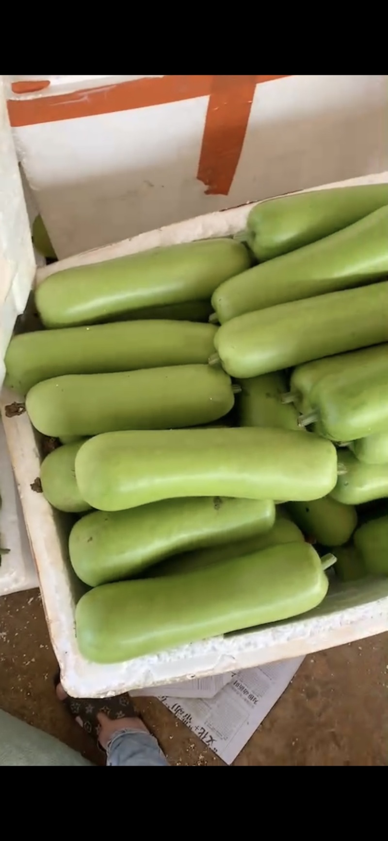 【推荐】徐闻县精品瓠瓜大量上市产地发货