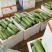 【推荐】徐闻县精品瓠瓜大量上市产地发货