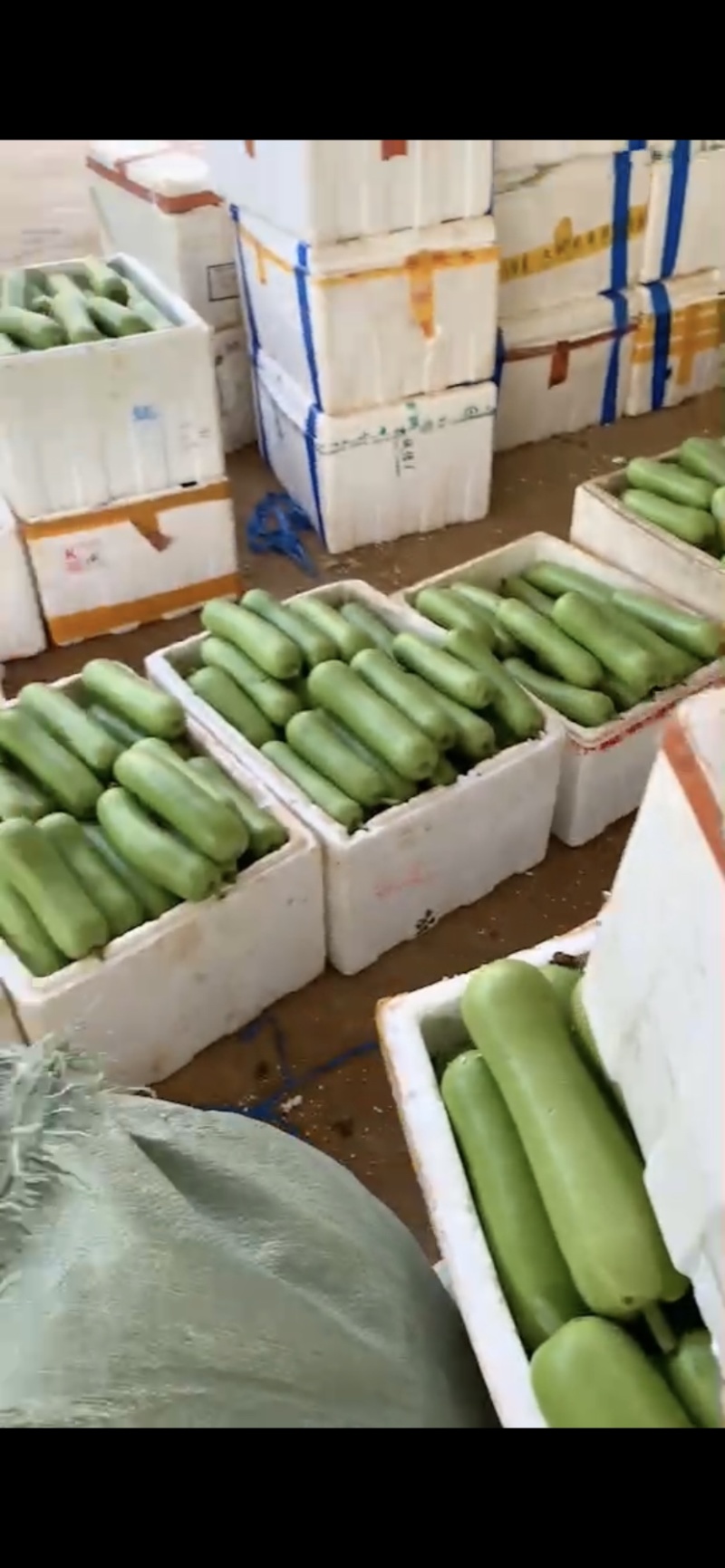 【推荐】徐闻县精品瓠瓜大量上市产地发货