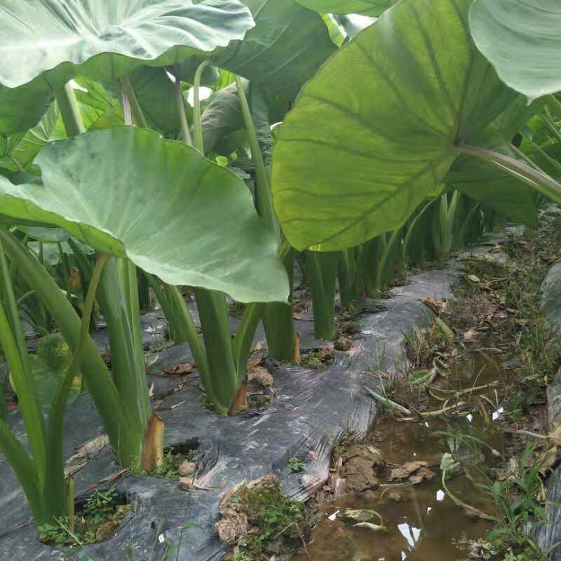 芋头香芋【超低价】正宗槟榔芋香芋农家当季种植大芋头批发供