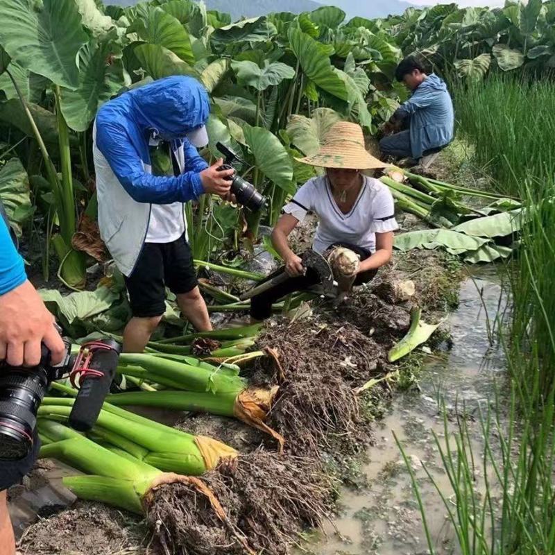 芋头香芋【超低价】正宗槟榔芋香芋农家当季种植大芋头批发供