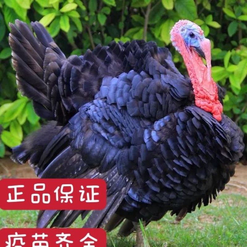 青铜火鸡尼古拉火鸡火鸡苗包邮包活到家