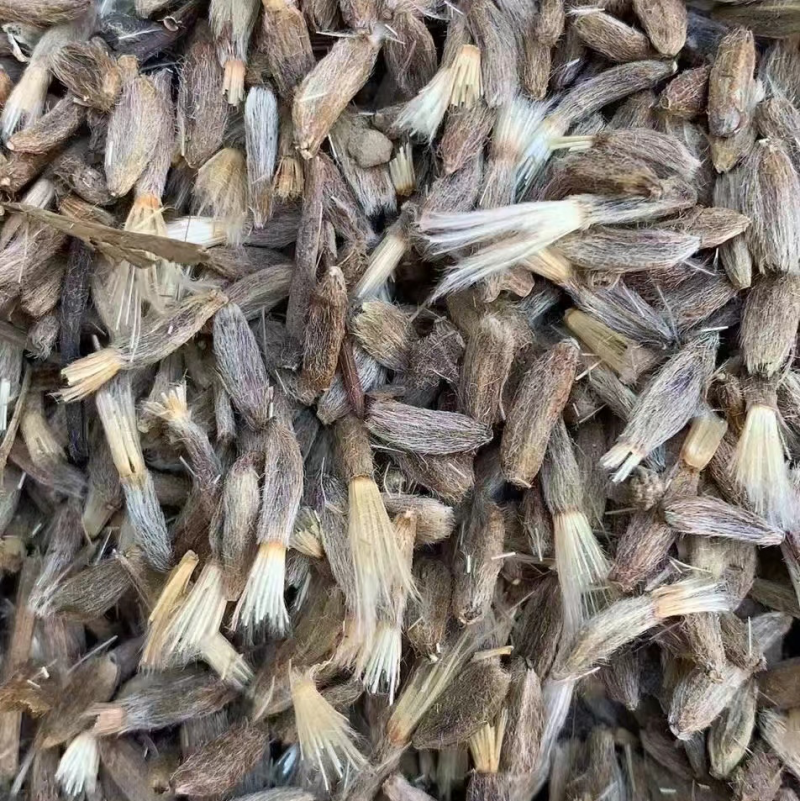 两年精品白术种子、发芽🌱率高、免费提供技术指导