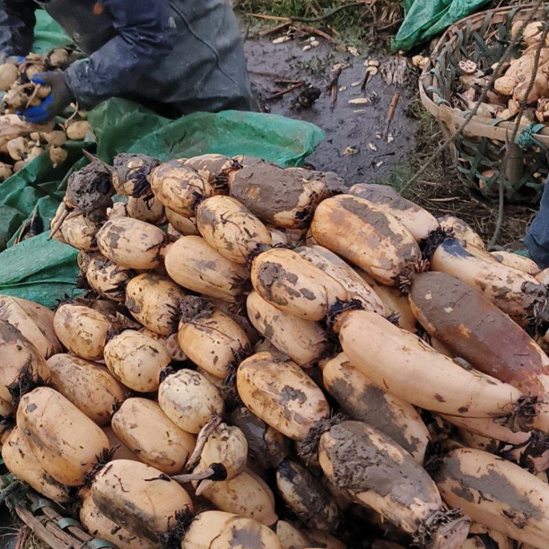 莲藕鄂莲6号安徽莲藕产地供货大量有货价格实惠