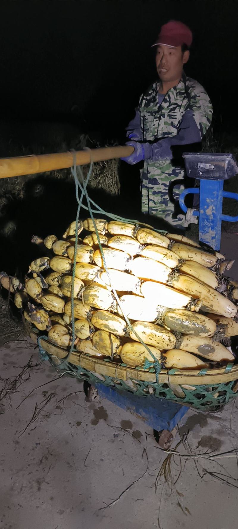 莲藕鄂莲6号安徽莲藕产地供货大量有货价格实惠