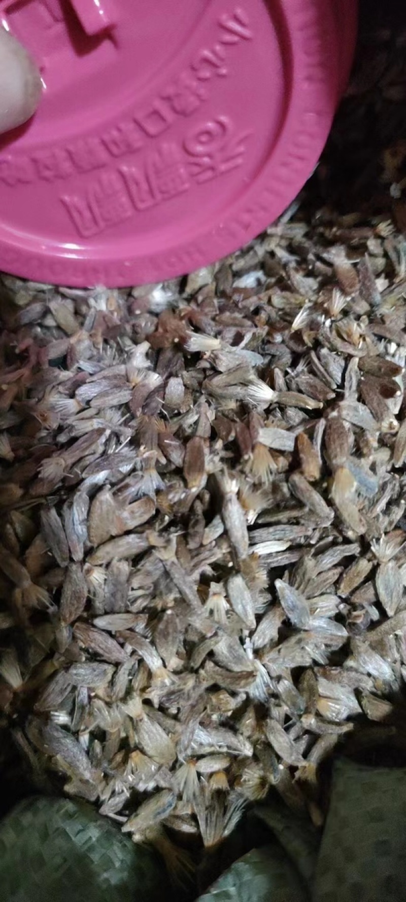 两年精品白术种子、发芽🌱率高、免费提供技术指导