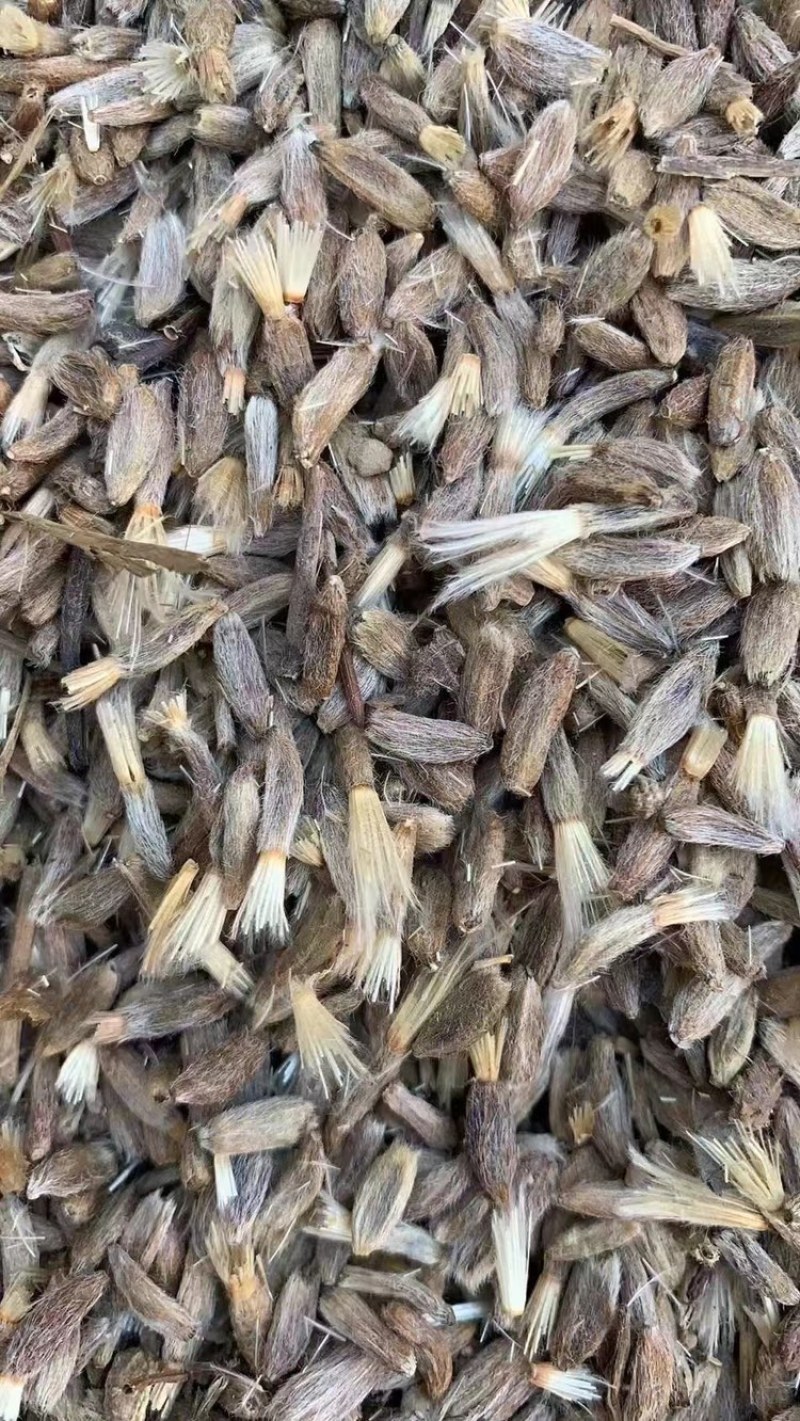 两年精品白术种子、发芽🌱率高、免费提供技术指导