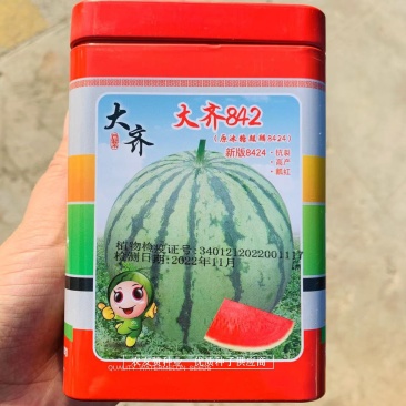 大齐冰糖麒麟8424西瓜种子,耐低温不易裂果正圆花皮西瓜