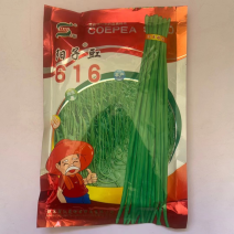 豇豆种子翠绿色阳子616长豇豆品种种子