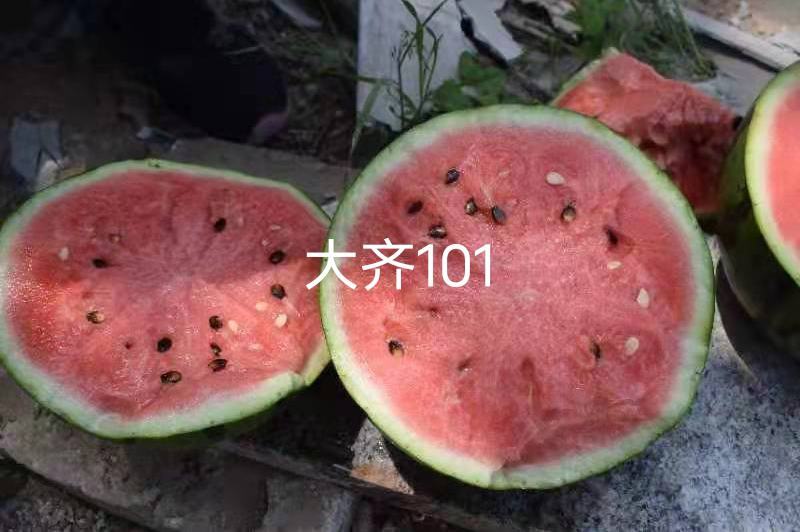 大齐101大红瓤西瓜种子耐低温弱光正圆花皮西瓜种籽抗裂