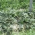 大齐101大红瓤西瓜种子耐低温弱光正圆花皮西瓜种籽抗裂