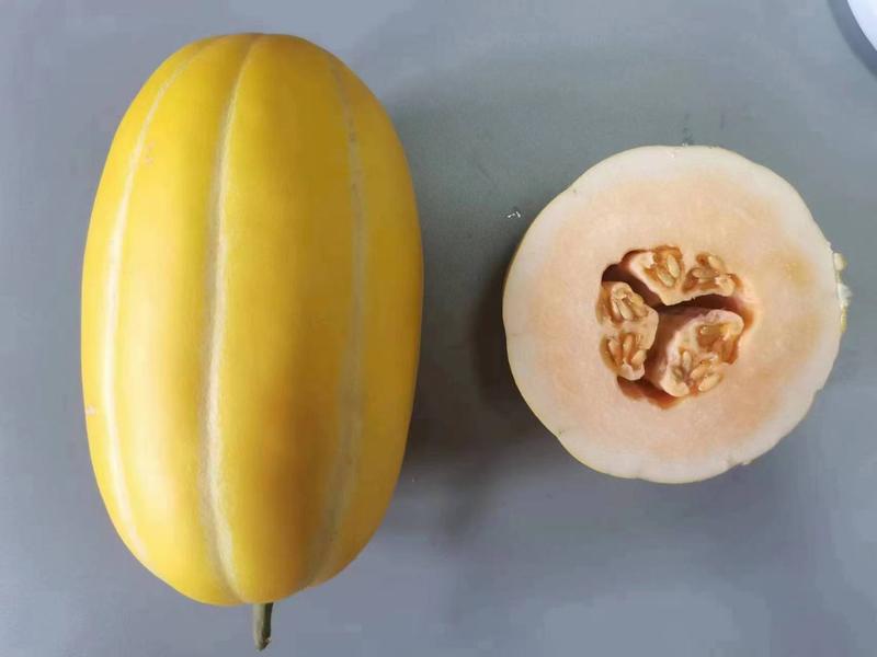 果树研究所新品种黄金道甜瓜种子众天红小鲜红肉中甜1号