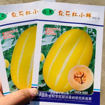 果树研究所新品种黄金道甜瓜种子众天红小鲜红肉中甜1号