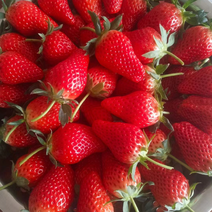 精品甜宝草莓青岛平度原产地货源充足量大价优欢迎