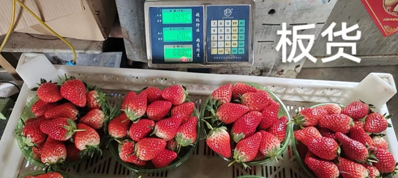精品甜宝草莓青岛平度原产地货源充足量大价优欢迎下单