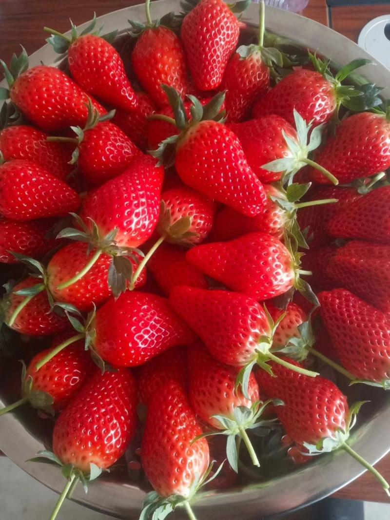 精品甜宝草莓青岛平度原产地货源充足量大价优欢迎下单