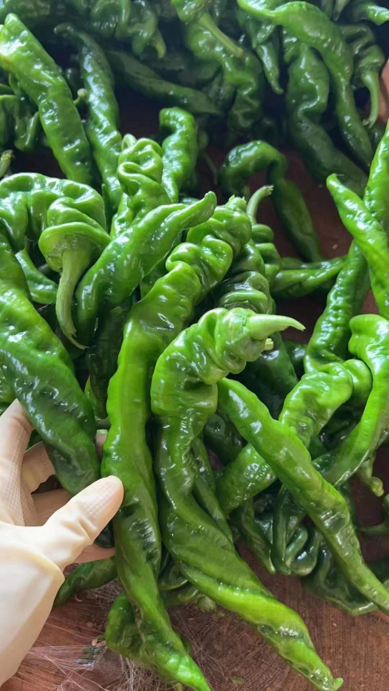 【鲜辣椒】徐闻青椒螺丝椒线椒一手货源现摘现发耐运输