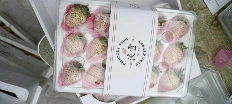 精品天使8号草莓淡雪天使AE草莓批发欢迎咨询