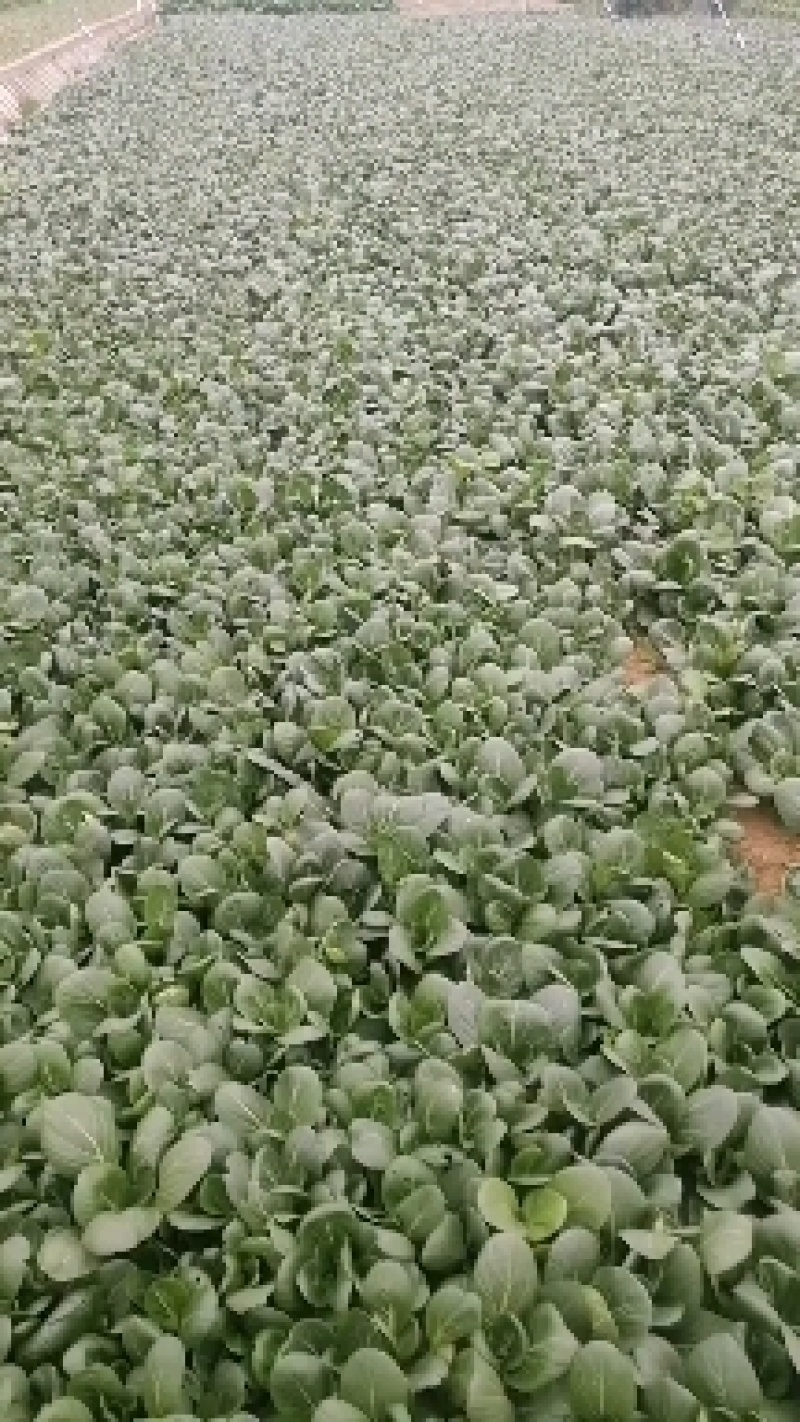 苏州青大量有货，基地供应，每天5万斤，欢迎来电骚扰