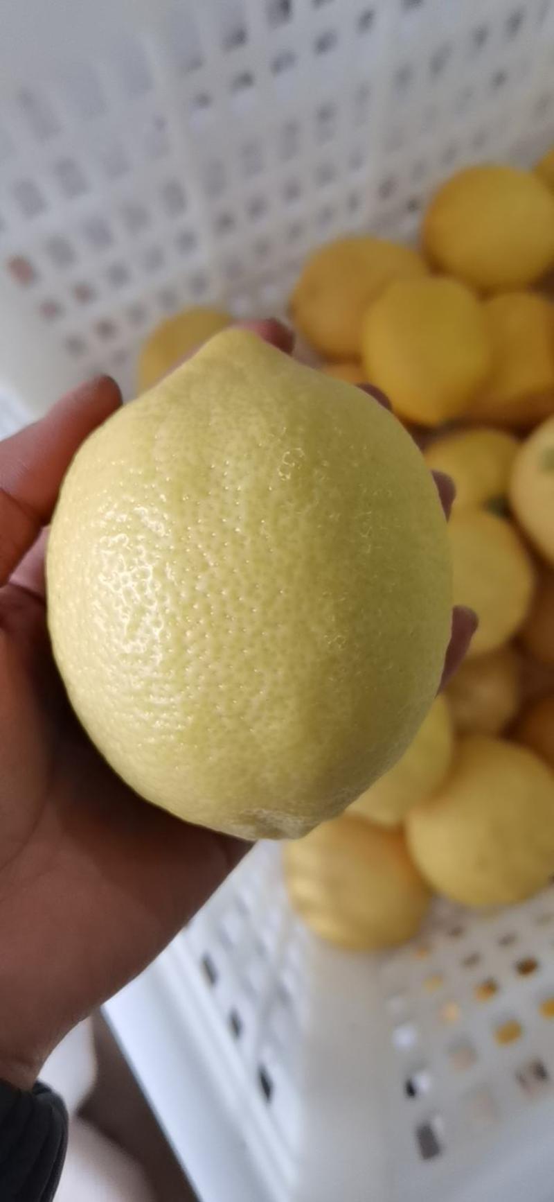 【精品】尤力克柠檬安岳柠檬产地现摘现发品质保证一件代发