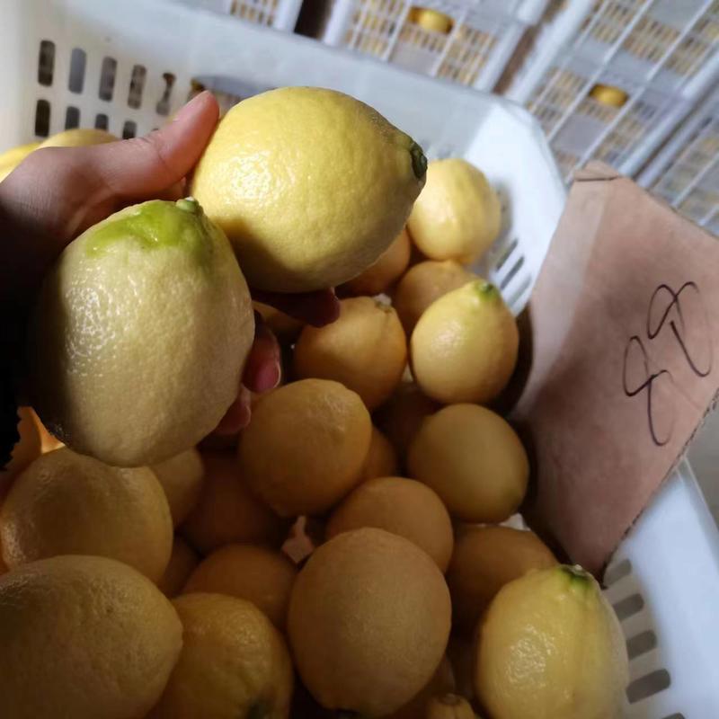 【精品】尤力克柠檬安岳柠檬产地现摘现发品质保证一件代发