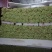 山东芹菜大量上市欢迎新老客户前来看货