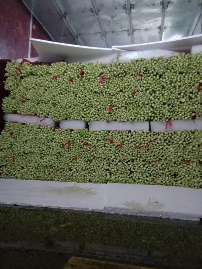 山东芹菜大量上市欢迎新老客户前来看货