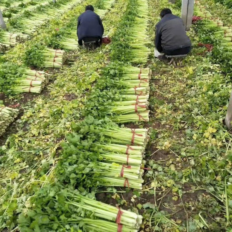 山东芹菜大量上市欢迎新老客户前来看货