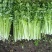 山东芹菜大量上市欢迎新老客户前来看货