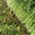 山东芹菜大量上市欢迎新老客户前来看货