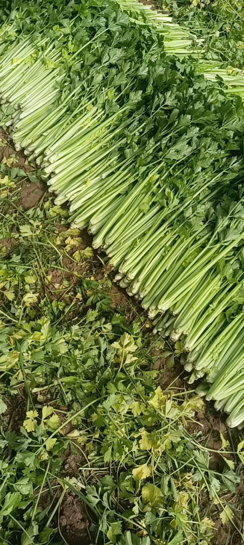 山东芹菜大量上市欢迎新老客户前来看货