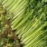 山东芹菜大量上市欢迎新老客户前来看货