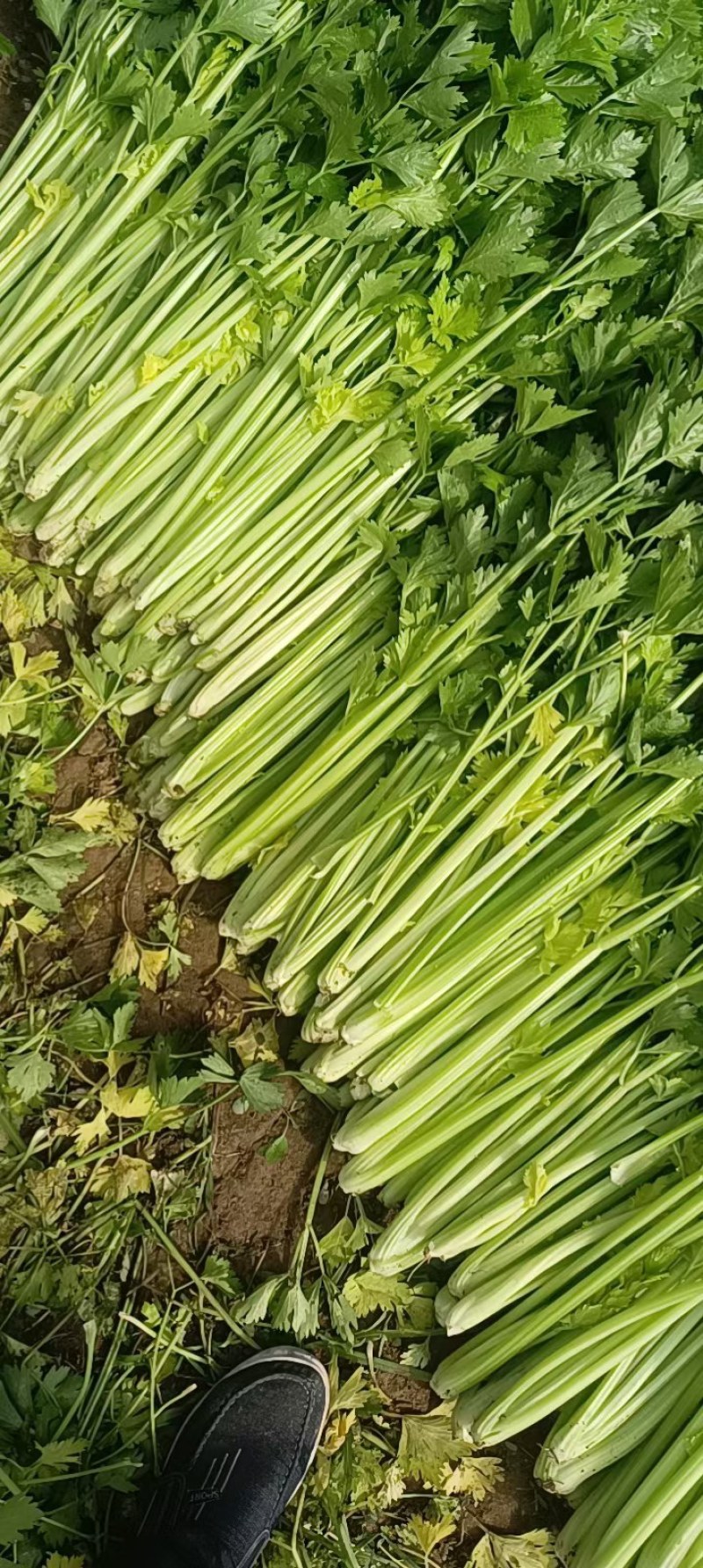 山东芹菜大量上市欢迎新老客户前来看货
