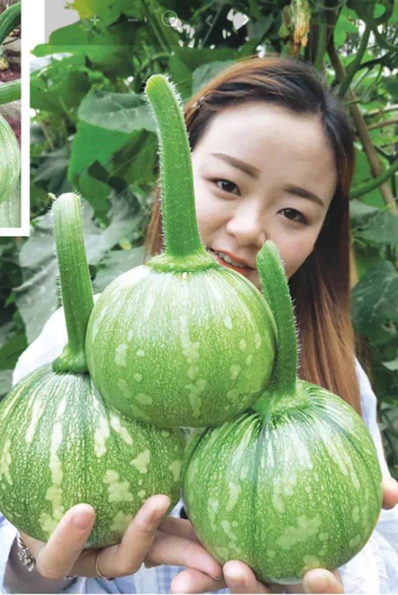 小南瓜种子花魁早熟嫩南瓜品种花白皮嫩气瓜多瓜靓