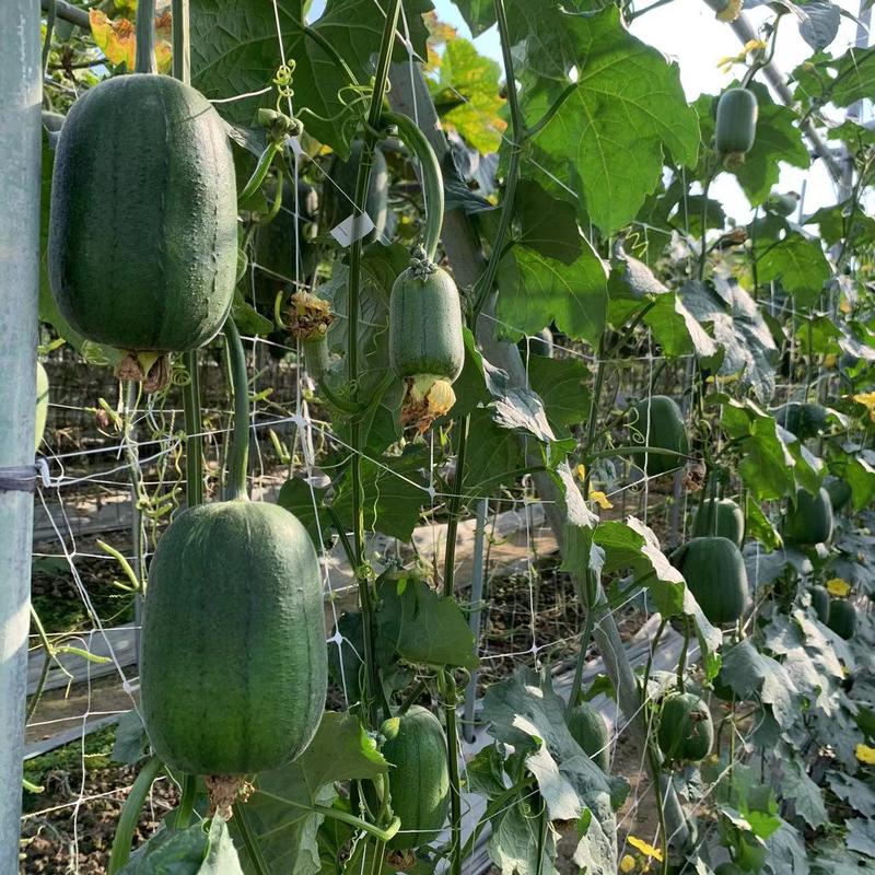 能生吃的丝瓜品种利农苹果丝瓜种子高产抗病强耐储运基地种