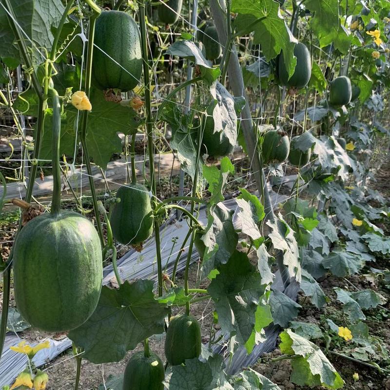 能生吃的丝瓜品种利农苹果丝瓜种子高产抗病强耐储运基地种