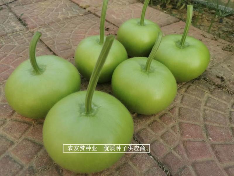 利农苹果瓠瓜种子扁圆形瓜色油绿光泽，蒲瓜种苹果瓠子瓜种子
