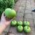 利农苹果瓠瓜种子扁圆形瓜色油绿光泽，蒲瓜种苹果瓠子瓜种子