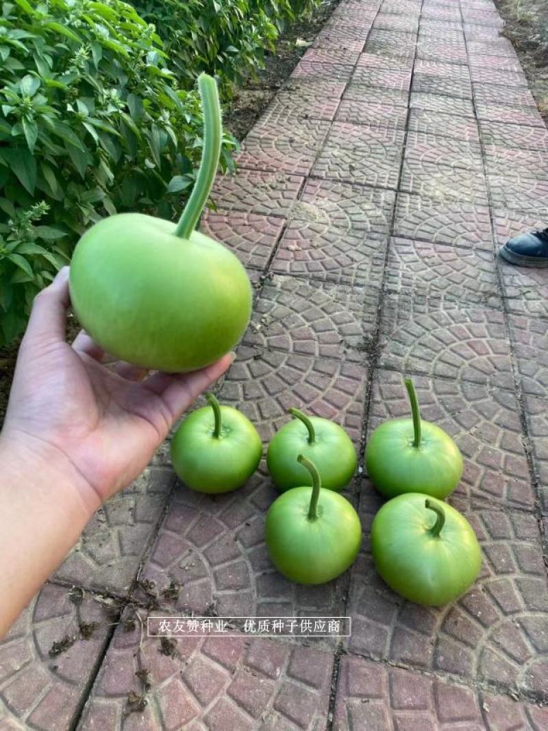 利农苹果瓠瓜种子扁圆形瓜色油绿光泽，蒲瓜种苹果瓠子瓜种子