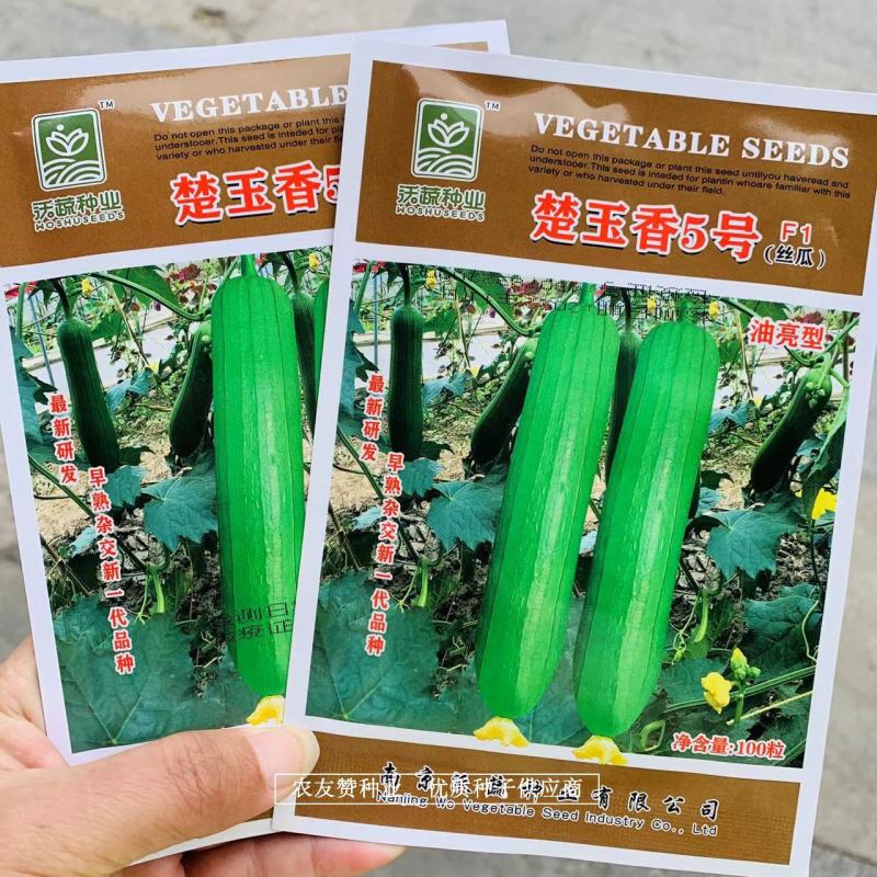油亮型丝瓜种子楚玉香5号丝瓜杂交早熟瓜皮油绿色香味浓