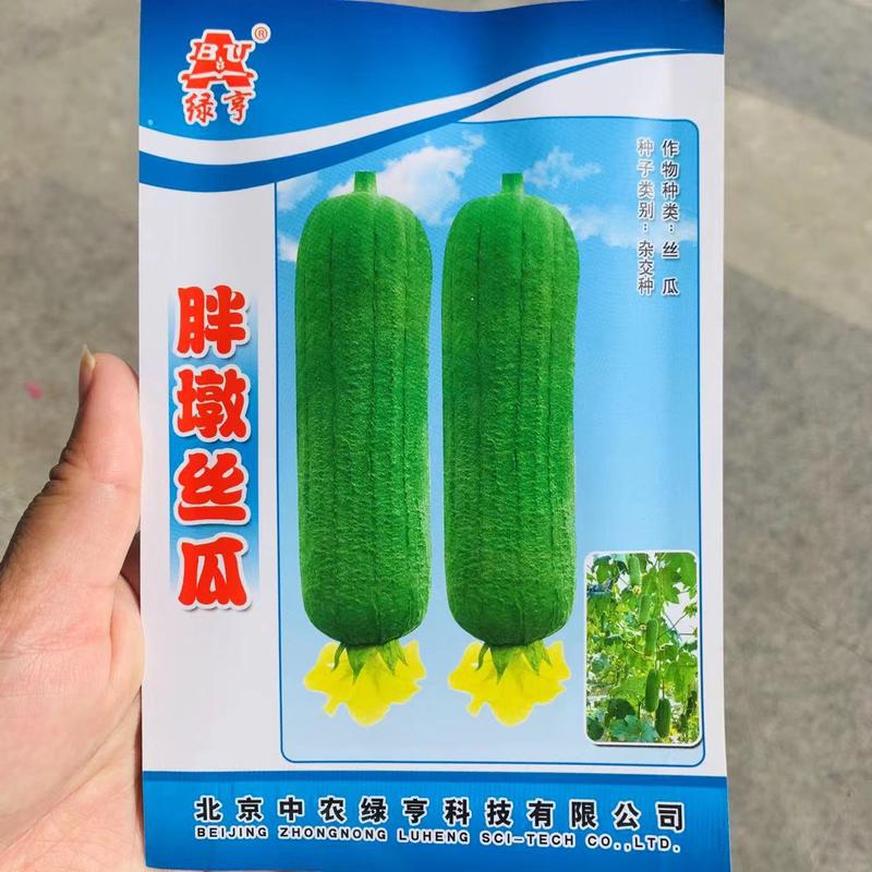 绿亨胖墩肉丝瓜种子特早熟结瓜多丝瓜新品种种子短棒丝瓜