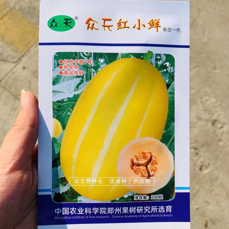 红肉中甜1号厚皮甜瓜种子红小鲜金黄皮红心甜瓜种子特早熟