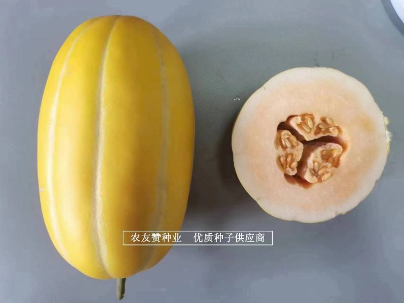 红肉中甜1号厚皮甜瓜种子红小鲜金黄皮红心甜瓜种子特早熟