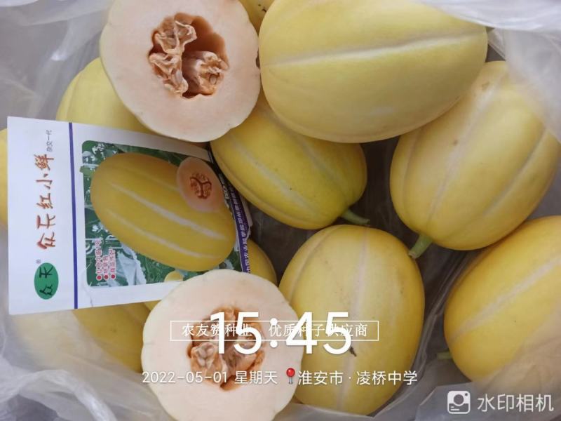 红肉中甜1号厚皮甜瓜种子红小鲜金黄皮红心甜瓜种子特早熟