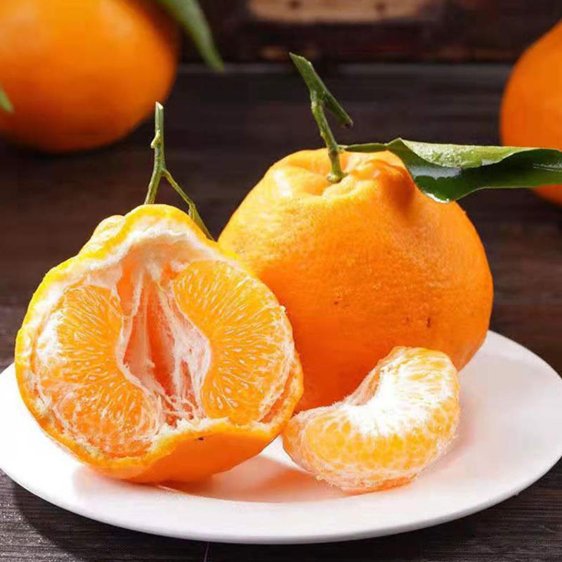 四川丑橘耙耙柑春见柑桔一件代发诚招代理，品质供货