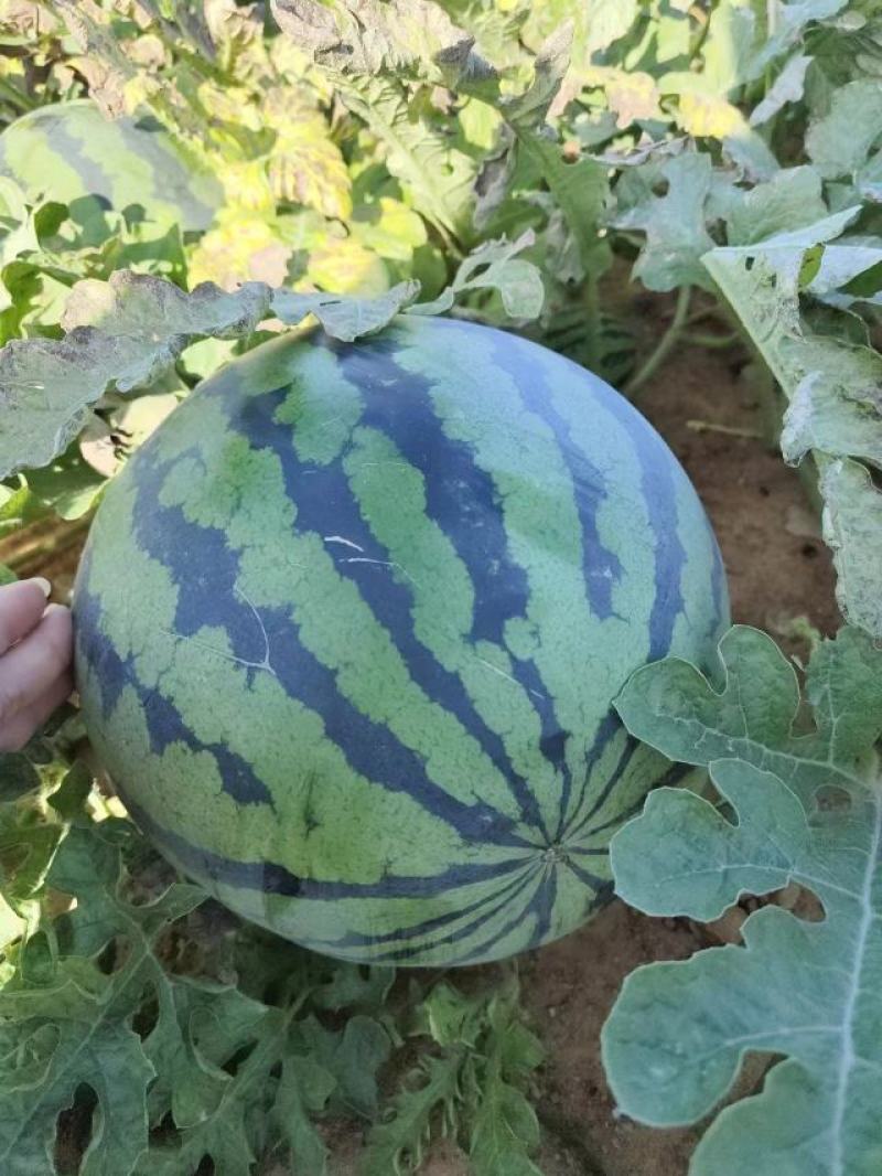【优质】陕西甜王西瓜，大量上市，全国供应，