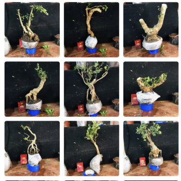 雀舌瓜子黄杨批发零售带土包邮