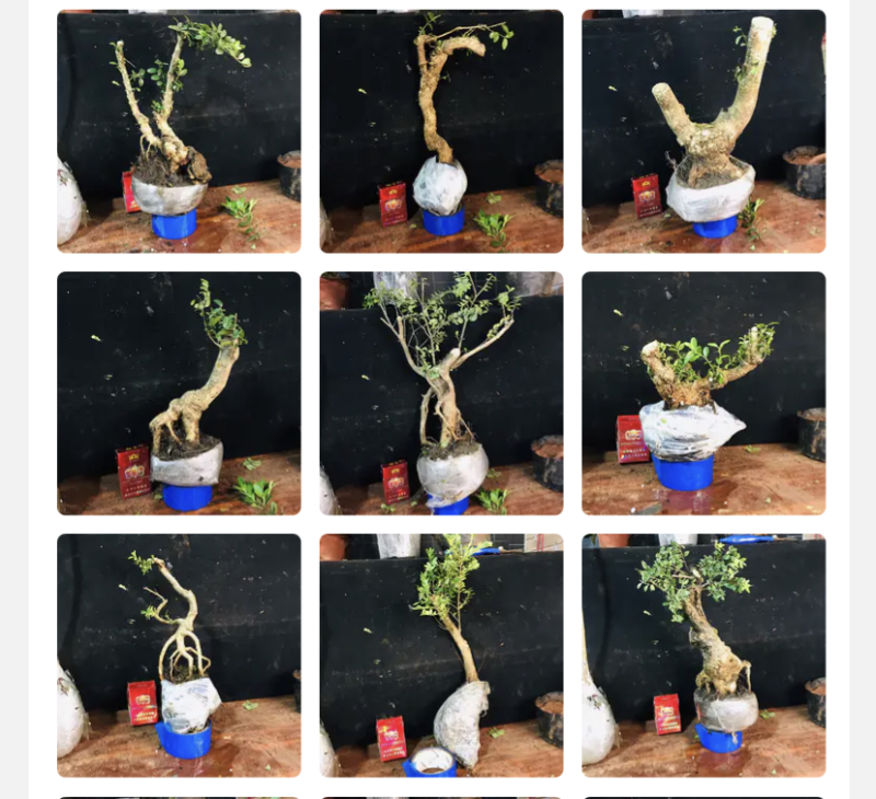 雀舌瓜子黄杨批发零售带土包邮