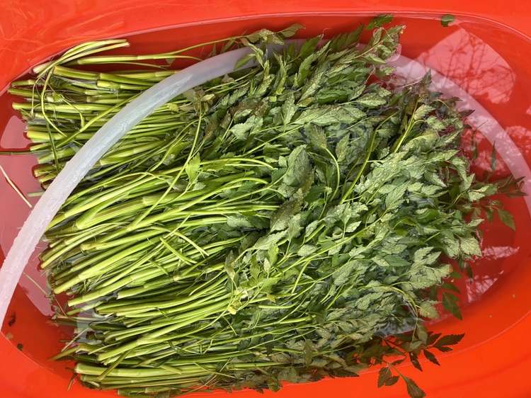香芹和猪肉馅等原材料摆盘图